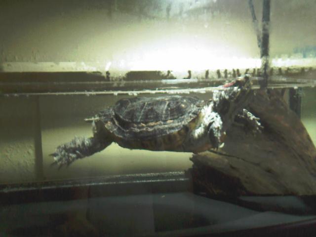 post-1289-0-24358900-1324647262_thumb.jp