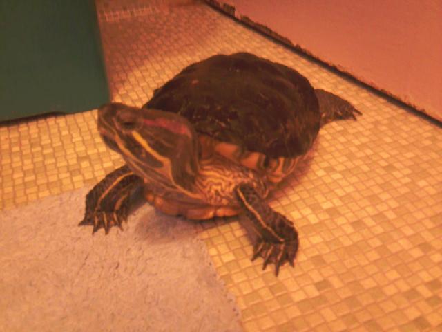 post-1289-0-83748800-1324647255_thumb.jp