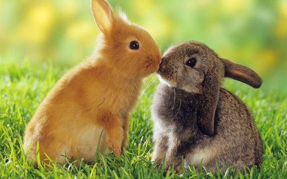 Cute-Rabbits2.jpg